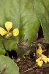 Roundleaf yellow violet